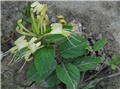 Lonicera